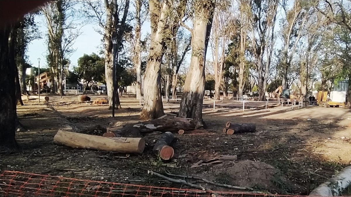 Vecinos de zona sur denuncian la tala de 22 añosos eucaliptus en la plaza  Las Heras