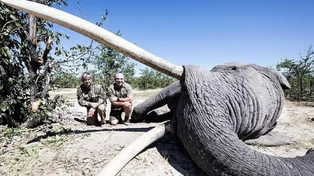 Un cazador pagó 50 mil dólares para matar al elefante más grande de Botswana