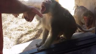Una cámara captó la increíble reacción de un simio cuando le hacen un truco de magia