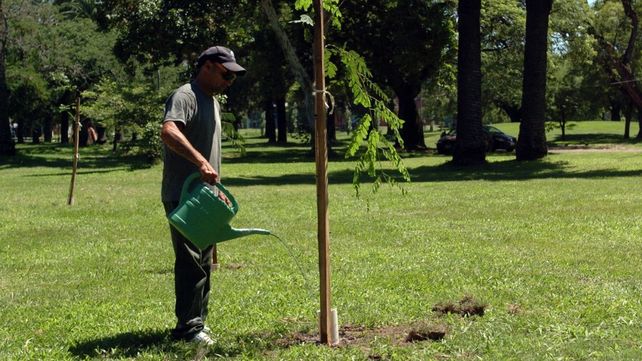 La ciudad sumó 5 mil nuevos árboles en 2025: detectaron 190 espacios verdes que necesitaban forestación