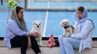 Irán prohíbe pasear perros a pie o en auto: Es un delito evidente