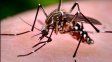 Chikungunya: notificaron 258 nuevos casos
