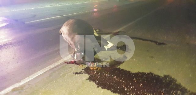 Dos autos chocaron dos vacas en la autopista Santa Fe - Rosario y lo pueden contar