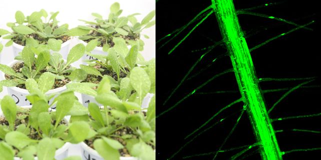 Las plantas Arabidopsis donde los científicos identificaron los mecanismos moleculares.&nbsp;