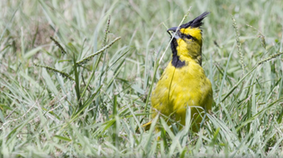 El cardenal amarillo es un ave que está en peligro de extinción en los cuatro países donde su población se distribuía.