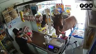 Dos caballos ingresaron a un almacén y se comieron la mercadería
