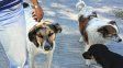 Día del Perro Callejero: Ellos no eligen estar en la calle