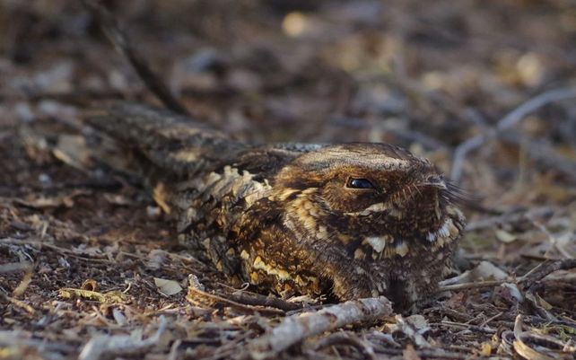 Las maravillosas imágenes que celebran la diversidad de la flora y fauna del planeta