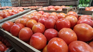 Los tomates esperan por ser adquiridos en el mercado de productores