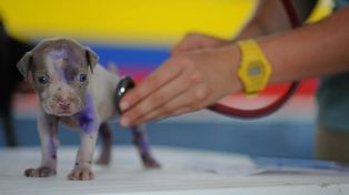 Día del Veterinario: a 136 años de la creación de la primera facultad del país