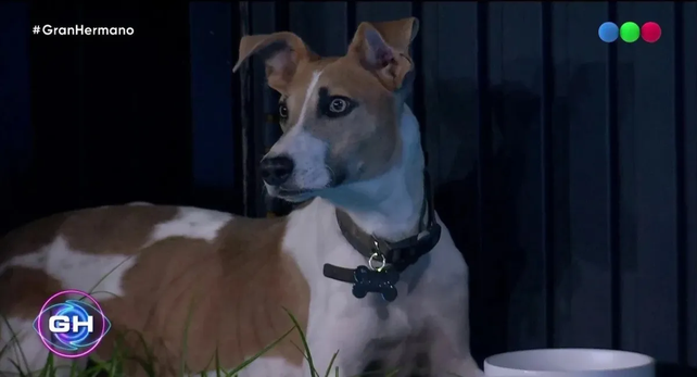 Gran Hermano: proteccionistas denuncian que Arturo