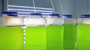 Desarrollo. Con docentes y estudiantes de Ingeniería en Mecatrónica e Ingeniería en Alimentos se trabajó para construir una cámara de cultivo. Esta cámara permite controlar condiciones medioambientales como temperatura, humedad y las horas de luz – oscuridad necesarias para favorecer las condiciones de vida de la microalga y &nbsp;su crecimiento.&nbsp; &nbsp;