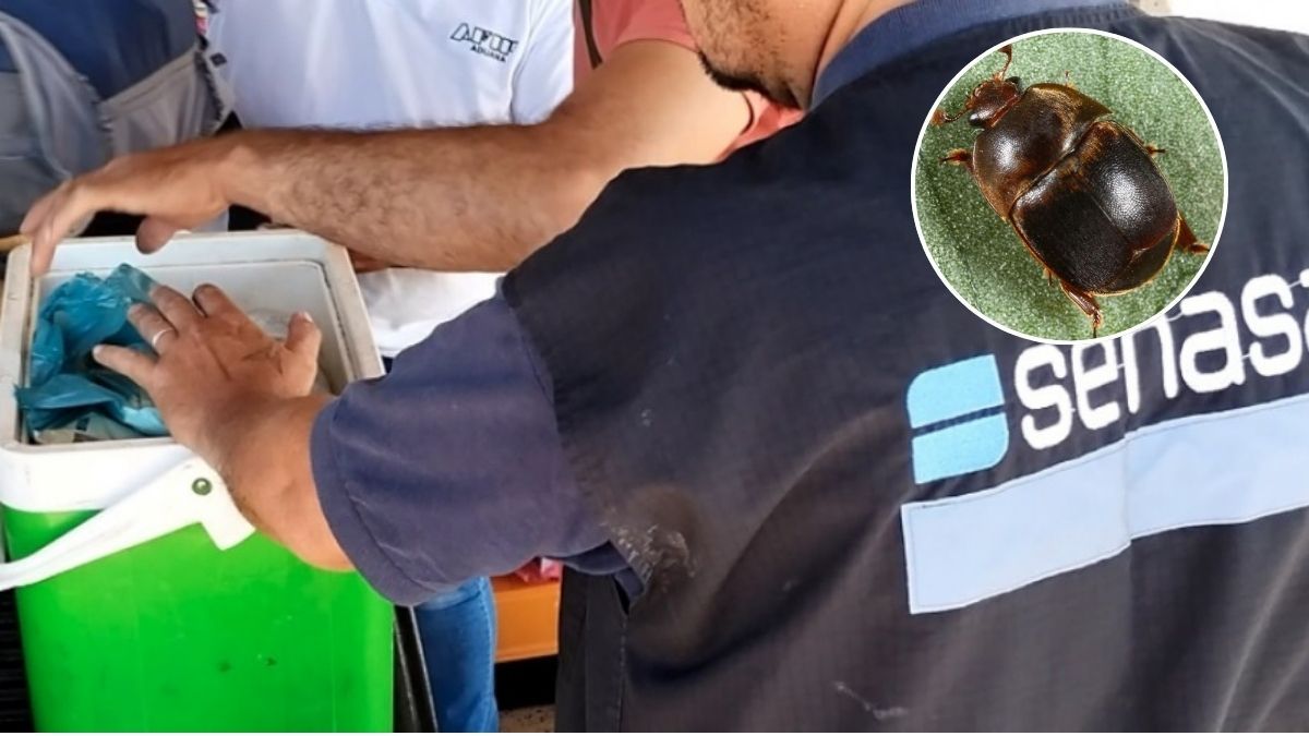 Senasa advierte por el PEC: qué productos no se pueden ingresar al país