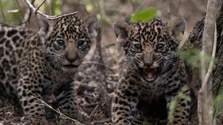 En Corrientes detectaron 16 cachorros de yaguareté nacidos en estado silvestre