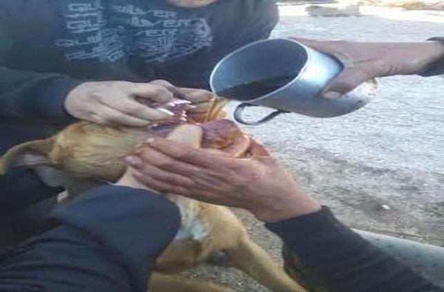 Emborracharon a un perro, abusaron de él y subieron la escena a Facebook