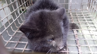 El cachorro de gato montés tiene 3 y 4 meses de vida.&nbsp;