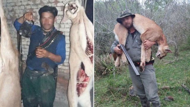 Detuvieron a un joven santafesino que cazaba pumas y los exhibía en Facebook