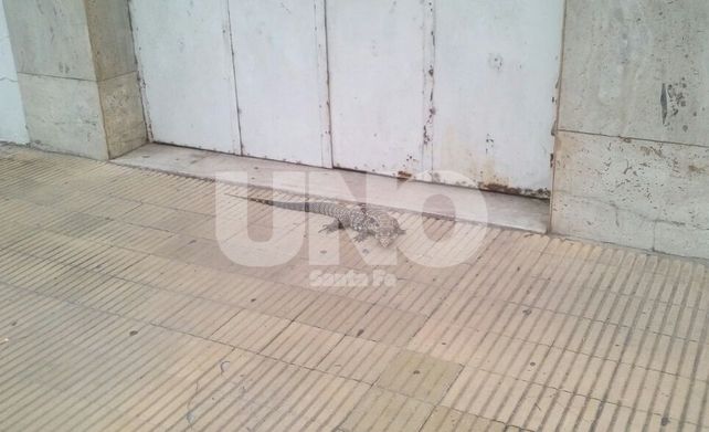 Sorpresa en el Bulevar: encontraron una iguana en la vereda