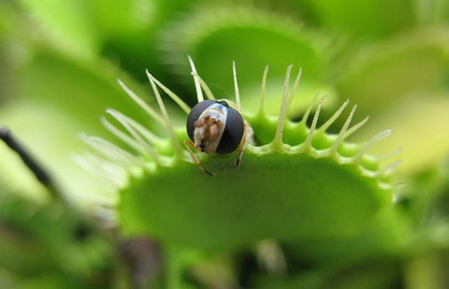 La planta cuenta con la ayuda de pelos sensores en la superficie de las hojas de captura.