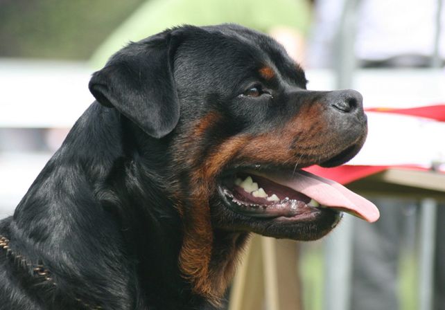 Perros peligrosos: los vecinos de Villa California piden legislar la tenencia