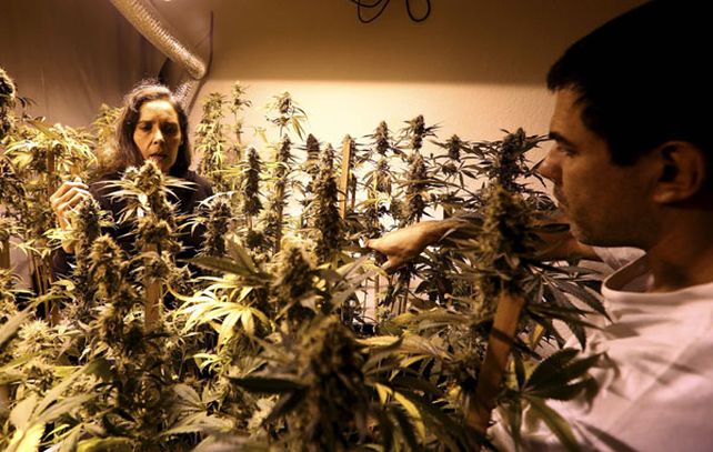 El Estado uruguayo busca cinco interesados para cultivar hasta dos toneladas anuales.