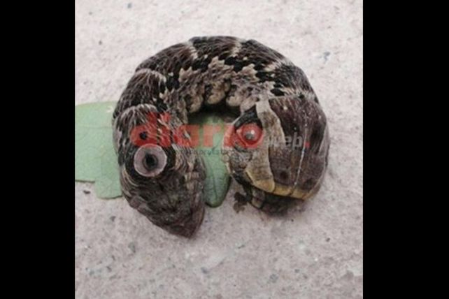 Los “gusanos-víbora” causan temor y revuelo en Santiago del Estero