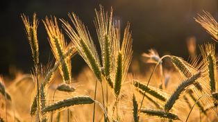 A la vista. Los síntomas de esta enfermedad surgen en las hojas. Afecta el peso del grano y el número de ellos afectando la producción de malta.