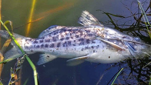 El Arroyo Perucho forma parte de un área natural protegida. Este domingo guardaparques hallaron los peces muertos y dieron aviso al municipio de San José