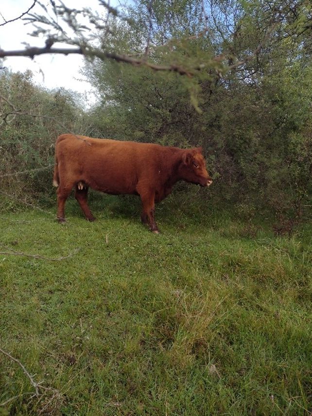 Ganadería regenerativa: un nuevo enfoque en la forma de producir carne en Argentina