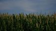 La campaña agrícola, con altas expectativas pero márgenes bajos
