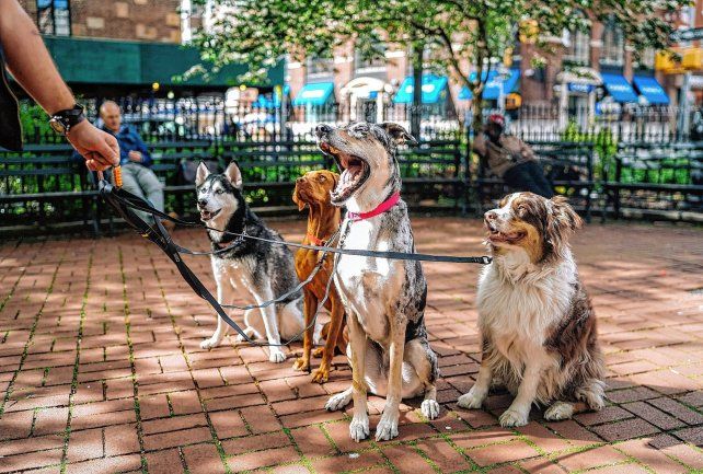 La UBA lanzó un curso gratuito para paseadores de perros.