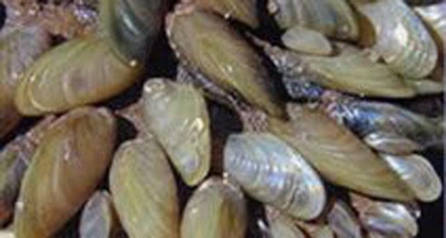 Un molusco asi&aacute;tico modifica la cadena alimenticia del Paran&aacute;