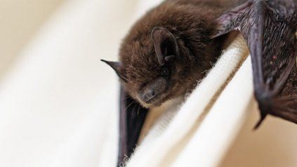Qué hacer y que no si un murciélago entra a la casa