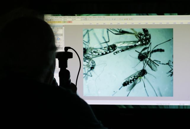 Confirman en Estados Unidos el primer caso de microcefalia por contagio del virus zika