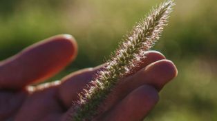 Buffel grass: una alternativa clave para fortalecer la ganadería en zonas áridas
