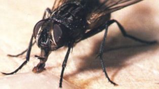 Una investigaci&oacute;n cient&iacute;fica revela por qu&eacute; es tan dif&iacute;cil matar una mosca