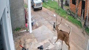 El ciervo fue encerrado por una camioneta y luego atrapado en Chajarí.