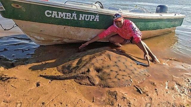 Avanza marcado de la raya gigante del Paraná: ciencia ciudadana para conocer y conservar al pez de agua dulce más grande del mundo