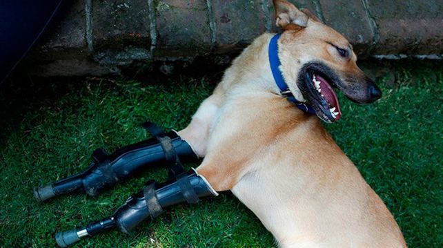 La conmovedora historia de Pay de Limón, el perro torturado por Los Zeta