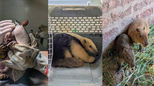 Ejemplares de oso melero, tatú mulita y carpincho rescatados en los últimos días.