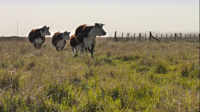 Las vacas sí pueden ser aliadas de la conservación de los pastizales.