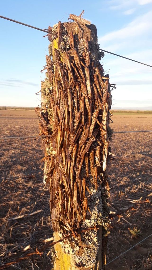 Invasión. Poste tapado por insectos en Las Albahacas