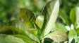 Debate glifosato sí, o no, en la yerba mate. En 2015, la Agencia Internacional para la Investigación sobre el Cáncer (IARC) clasificó al glifosato como probablemente carcinogénico para los humanos. Debate glifosato sí, o no, en la yerba mate. En 2015, la Agencia Internacional para la Investigación sobre el Cáncer (IARC) clasificó al glifosato como probablemente carcinogénico para los humanos.