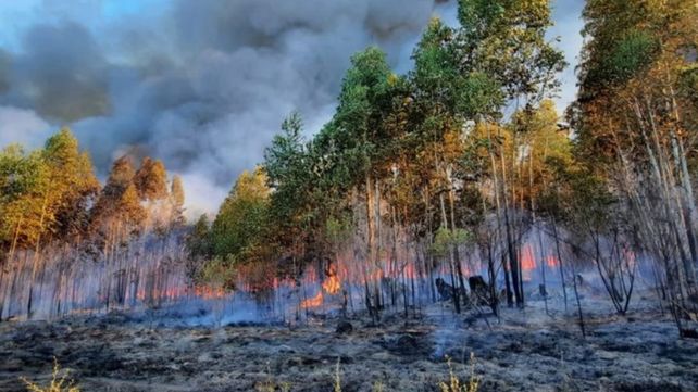 Concordia: sofocaron incendio de grandes proporciones