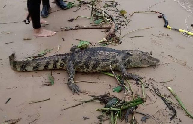 La aparición del animal llamó la atención de los que se encontraban en la playa.
