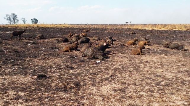 Corrientes en emergencia por la sequía y los incendios&nbsp;Foto: @AMBLUISM