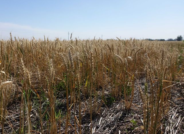 El fenómeno La Niña se caracteriza por sus altas temperaturas y la falta de lluvias.