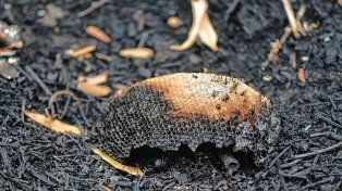 El inédito estudio de la UNL que graficó la impactante destrucción del fuego en los humedales del Paraná