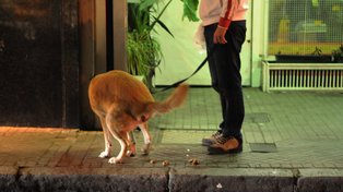 No recoger las heces de los animales contempla un castigo de 26.000 pesos.