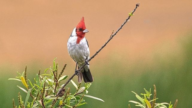 Entre Ríos participará de un relevamiento de aves a nivel mundial